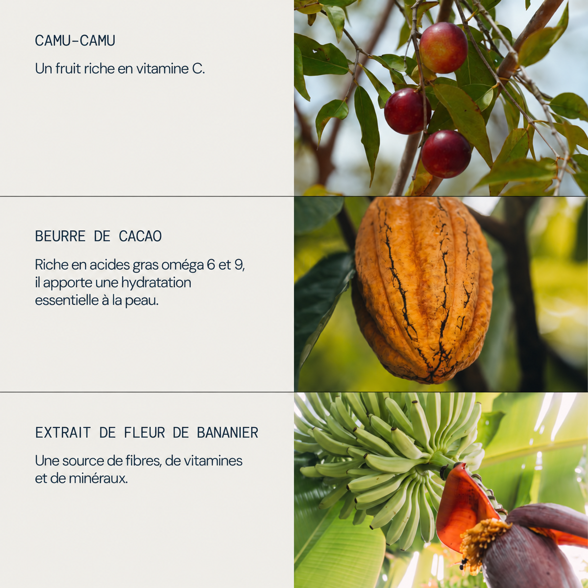 Présentation du camu-camu, du beurre de cacao et de la fleur de bananier de la crème ELEMIS Superfood Midnight Facial.